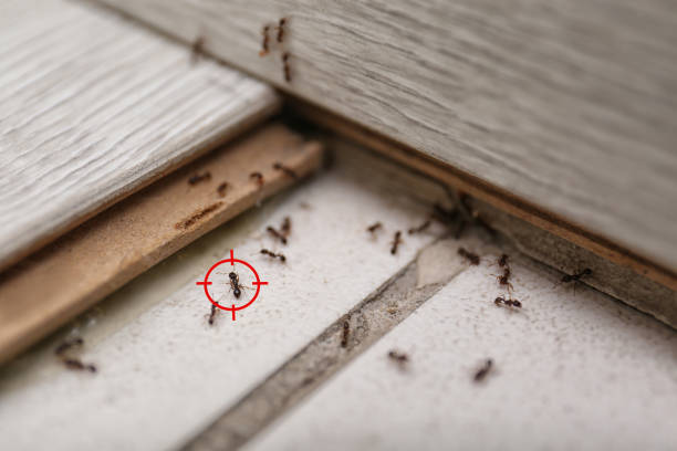 Best Best Pest Control Near Me  in Grant, MI